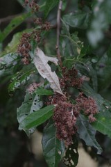 Brachylaena transvaalensis