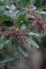 Brachylaena transvaalensis