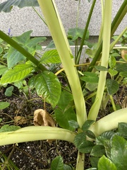 Alocasia odora
