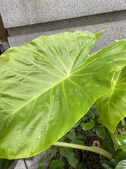 Alocasia odora