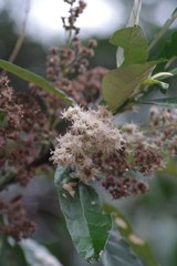 Brachylaena transvaalensis