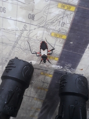 Microtomus cinctipes