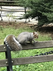 Sciurus carolinensis