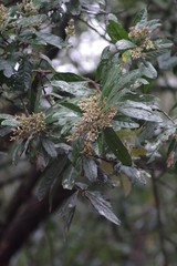 Brachylaena transvaalensis