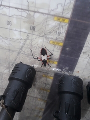 Microtomus cinctipes