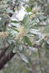 Brachylaena transvaalensis