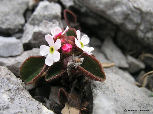 Androsace graceae