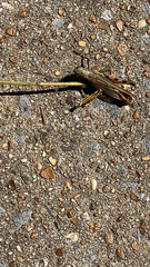 Melanoplus differentialis