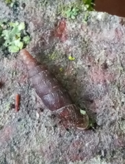Clausilia