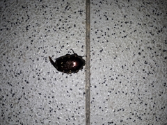 Amithao decemguttatus