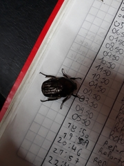 Amithao decemguttatus