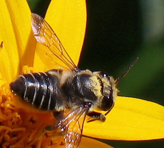 Megachile