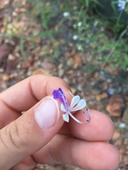 Trichostema arizonicum