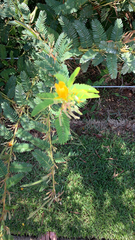 Chamaecrista fasciculata