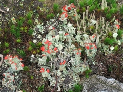 Cladonia coccifera