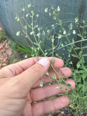 Trichostema arizonicum