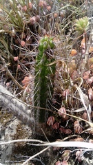 Borzicactus sepium