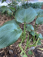 Hosta