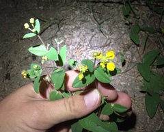 Aspicarpa hirtella