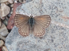 Pseudolucia chilensis