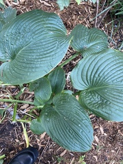 Hosta