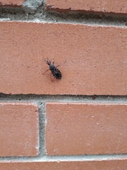 Triatoma venosa