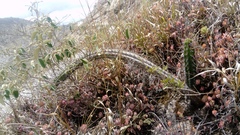 Borzicactus sepium