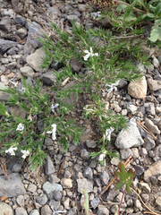 Polemoniaceae