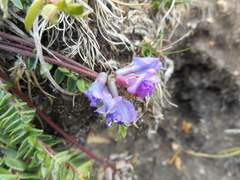 Oxytropis montana