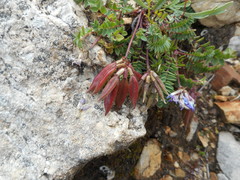 Oxytropis montana