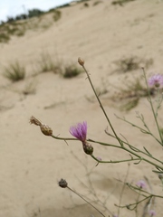 Centaurea arenaria