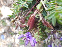 Oxytropis montana