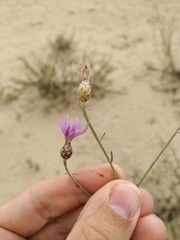 Centaurea arenaria
