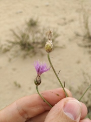 Centaurea arenaria