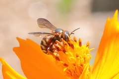Dianthidium