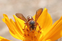 Dianthidium