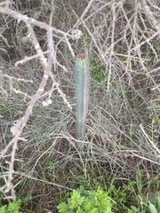 Cereus aethiops