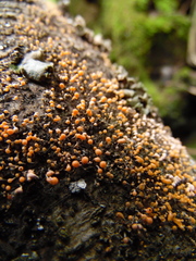 Stilbocrea gracilipes