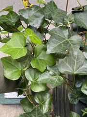 Hedera helix