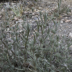 Lavandula stoechas