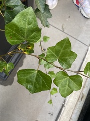 Hedera helix