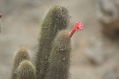 Loxanthocereus acanthurus