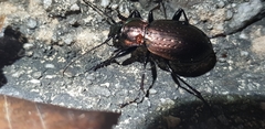 Carabus sternbergi