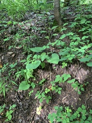 Aristolochia macrophylla