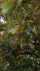 Magnolia grandiflora