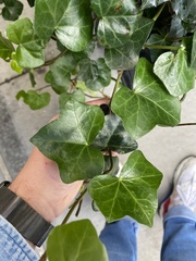 Hedera helix