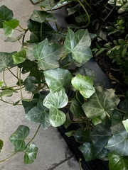 Hedera helix