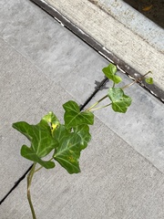 Hedera helix