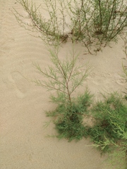 Tamarix laxa