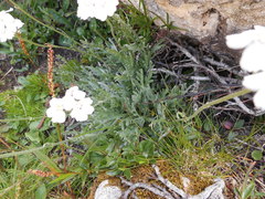 Achillea clavennae